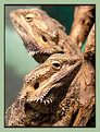 Picture Title - Lizards