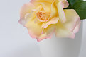 Picture Title - rose in white vase