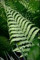 Picture Title - How's Yer Fern
