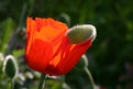 Picture Title - Poppy hat