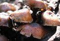 Picture Title - mushrooms