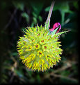 Picture Title - Yellow spikey thing