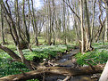 Picture Title - Stream in spring... 