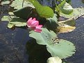 Picture Title - Another Waterlily