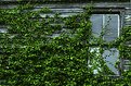 Picture Title - Ivy