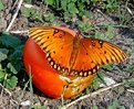 Picture Title - Butterflys and Gardens