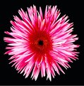 Picture Title - Pointed Gerbera