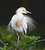 Cattle Egret 