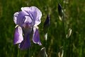 Picture Title - Iris, translucent