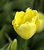 Yellow Tulip 2