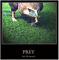 Picture Title - Prey