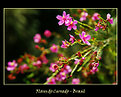Picture Title - flores do cerrado