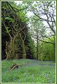 Picture Title - Bluebell Wood