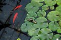 Picture Title - Fish & Butterfly & Leaf