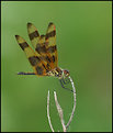Picture Title - HALLOWEEN PENNANT