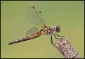 Picture Title - BLUE DASHER (female)