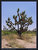 Joshua Tree