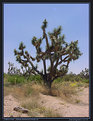 Picture Title - Joshua Tree