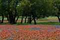 Picture Title - Texas Wildflowers
