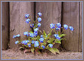 Picture Title - Don't -forget -me