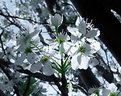 Picture Title - Bradford Pear Tree Blossoms