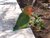 Fischer's Lovebird