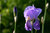 Iris, semitranslucent