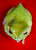 frog portrait 33