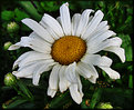 Picture Title - Crumpled Daisy