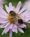 Picture Title - Honey Bee