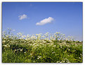 Picture Title - Fluitenkruid/ Cow Parsley