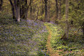 Picture Title - Bluebells