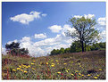 Picture Title - Spring colours, view uphill