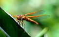 Picture Title - Dragonfly