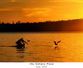 Picture Title - On golden Pond