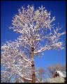 Picture Title - Winter Tree