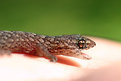 Picture Title - Gecko