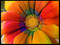 Picture Title - Rainbow's flower