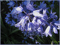 Picture Title - Bluebells