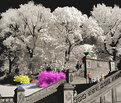 Picture Title - Infrared Spring