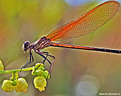 Picture Title - .:: Golden Damsel Fly ::.