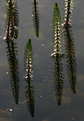 Picture Title - Mare's Tails