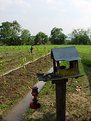 Picture Title - Spirit House for the Mango Trees