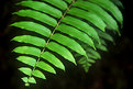 Picture Title - Fernleaves