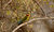 Green Bee Eater