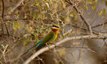 Picture Title - Green Bee Eater