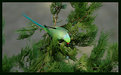 Picture Title - Parakeet