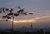 Tree, sunset and minaret