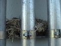 Picture Title - nest 1