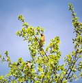 Picture Title - Cedar Waxwing #2